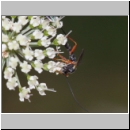 Lissonota fundator - Schlupfwespe m01a 12mm OS-Hellern Wiese det06.jpg